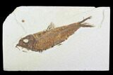 Detailed Fossil Fish (Knightia) - Wyoming #99776-1
